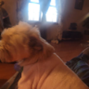 Meet your Posher, Joe